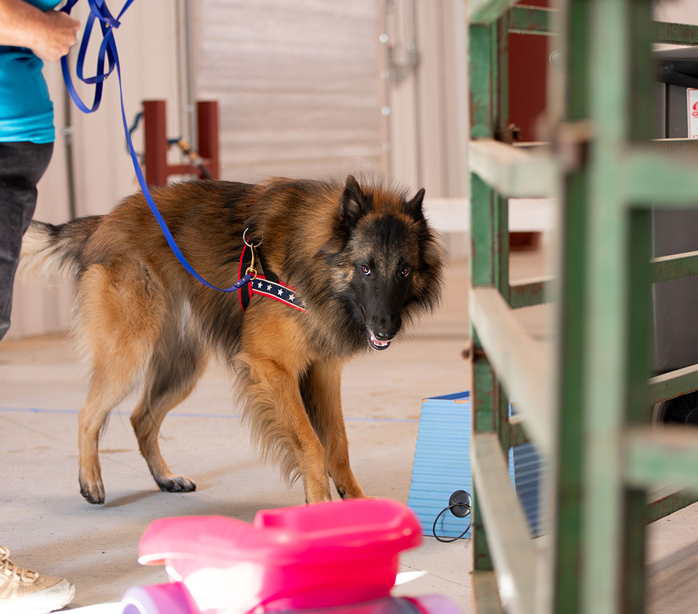 A Little Scent Work Trial on the Prairie